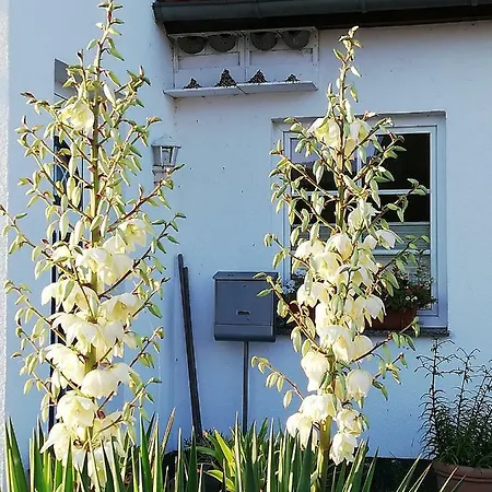 Apartment Ferienwohnung 1, Neuendorf - Hiddensee Neuendorf (Hiddensee)